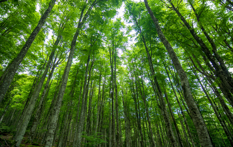 The Lisa Wexler Show – Learn How To Manage Your Forest