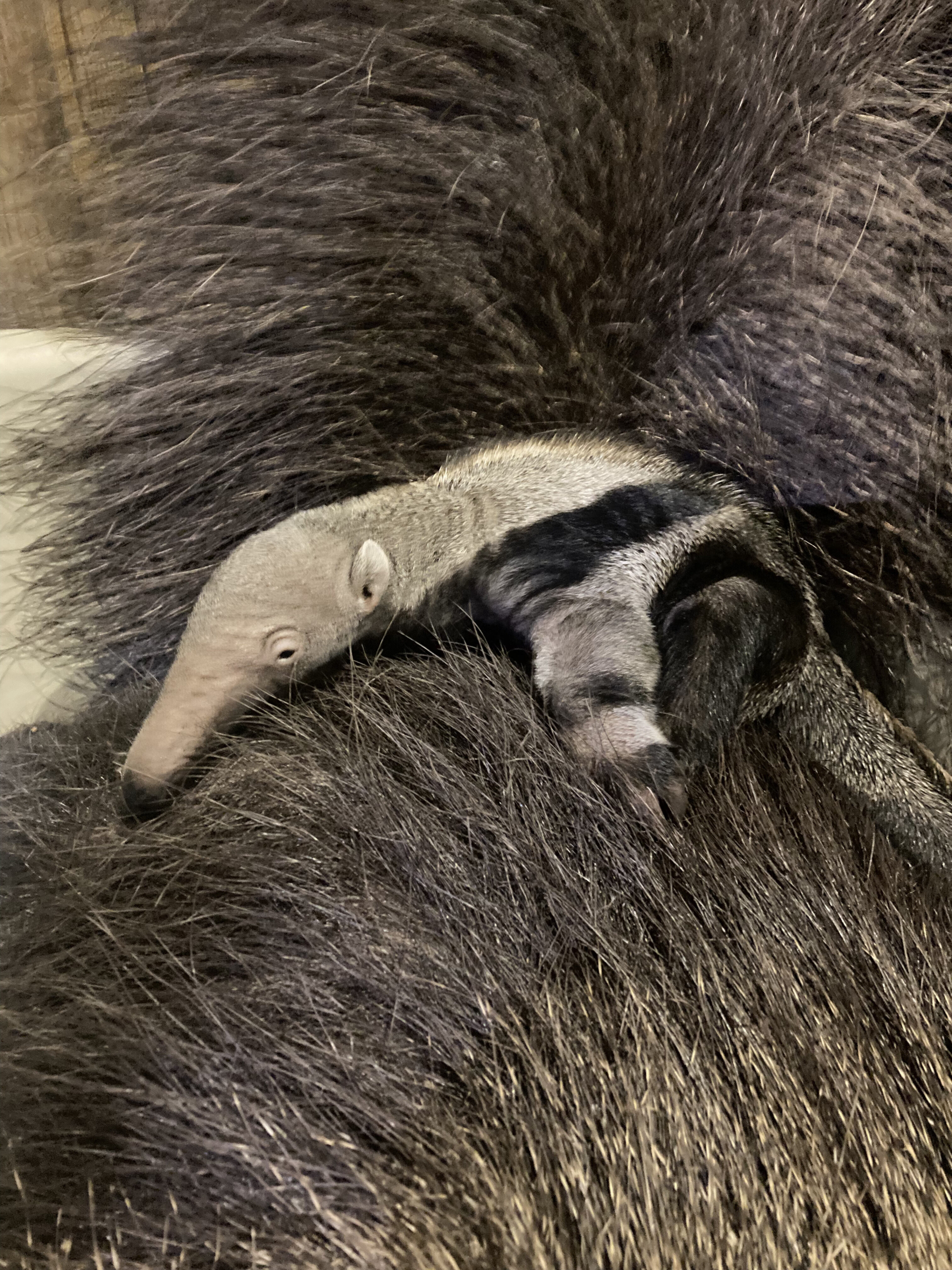 Melissa in the Morning: Welcome Baby Anteater