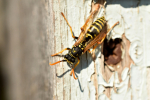 Melissa in the Morning: Southern Yellowjackets