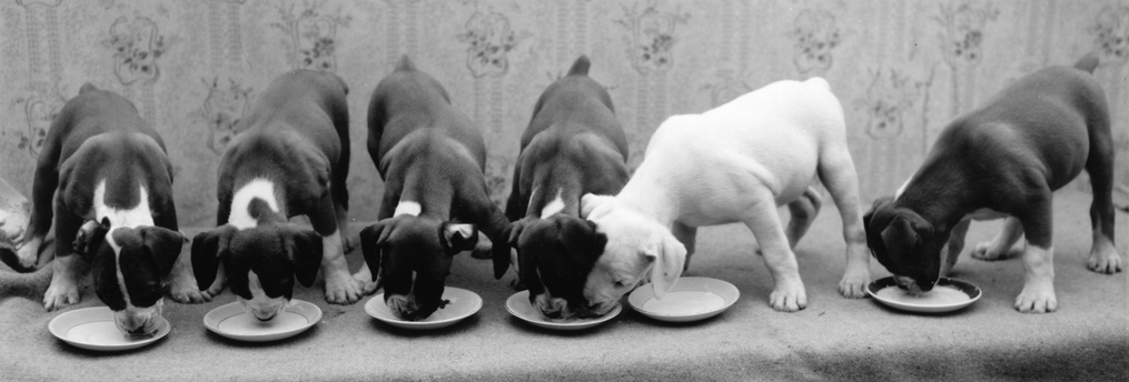 Melissa in the Morning: Puppies at the Capitol