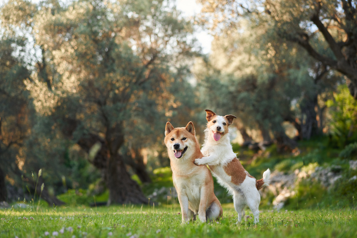 The Lisa Wexler Show – Westport Dog Festival