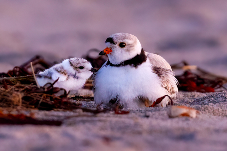 Melissa in the Morning: Piping Plovers