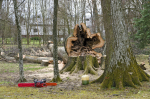 Melissa in the Morning: Tree Trouble