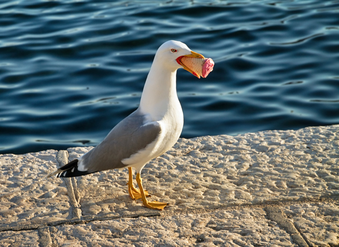 Melissa in the Morning: Ruffling Feathers Melissa in the Morning: Ruffling Feathers