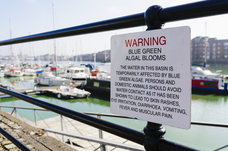 Melissa in the Morning: Blue-Green Algae