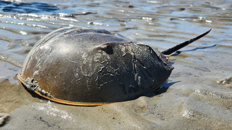 Melissa in the Morning: Save the Horseshoe Crabs