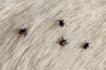 Melissa in the Morning: Partner in Lyme Closing
