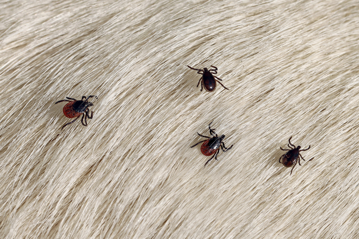 Melissa in the Morning: Partner in Lyme Closing