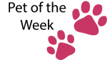 Meet Suni – Our Care Veterinary Center Pet Of The Week