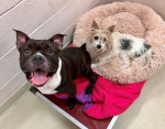 Nellie and Zeus our the Care Veterinary Center Pets of the Week