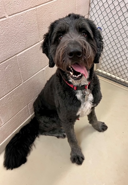 Big Jack our Care Veterinary Center Pet of the Week