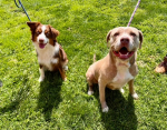 Dixie Ann & Ruger Our Care Veterinary Center Pets of the Week