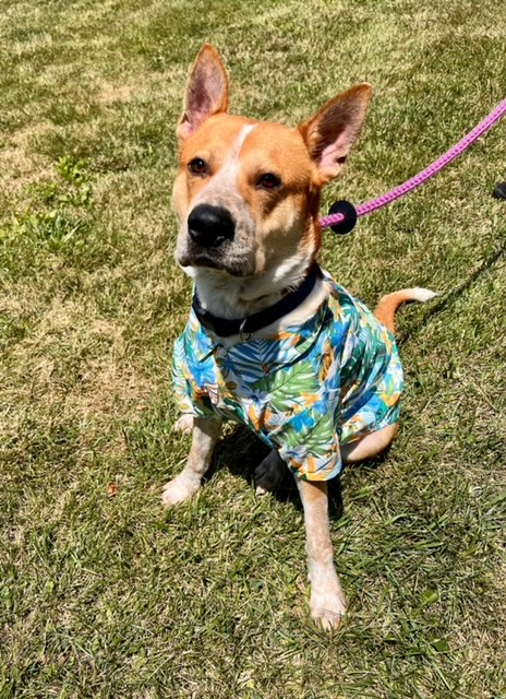 Rex – The Auto Spa Express Pet of the Week