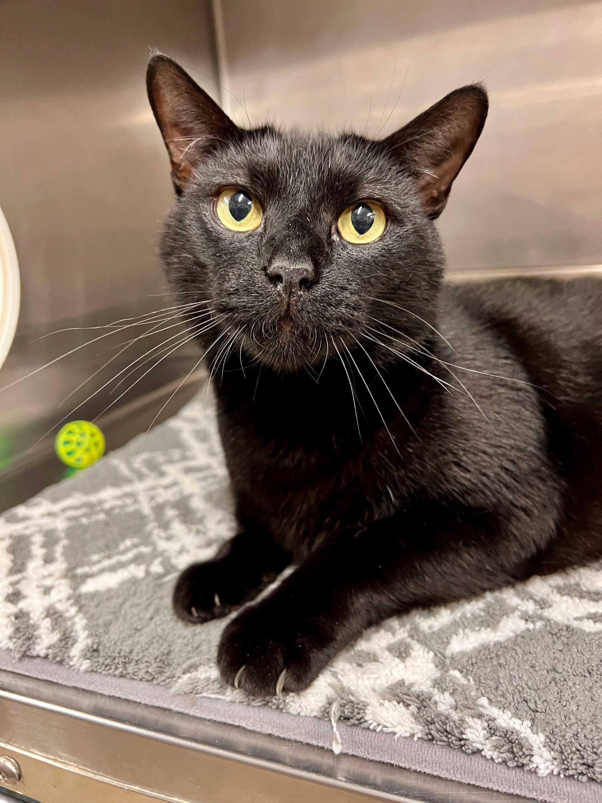 Bryce The Auto Spas & Expresses Pet Of The Week