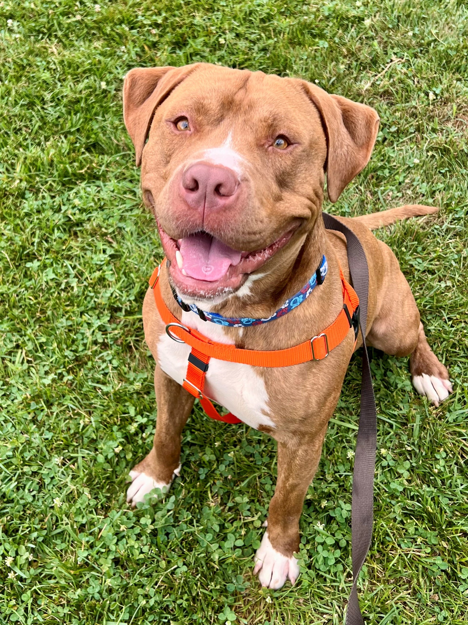 Peter Pan The Auto Spas & Expresses Pet Of The Week