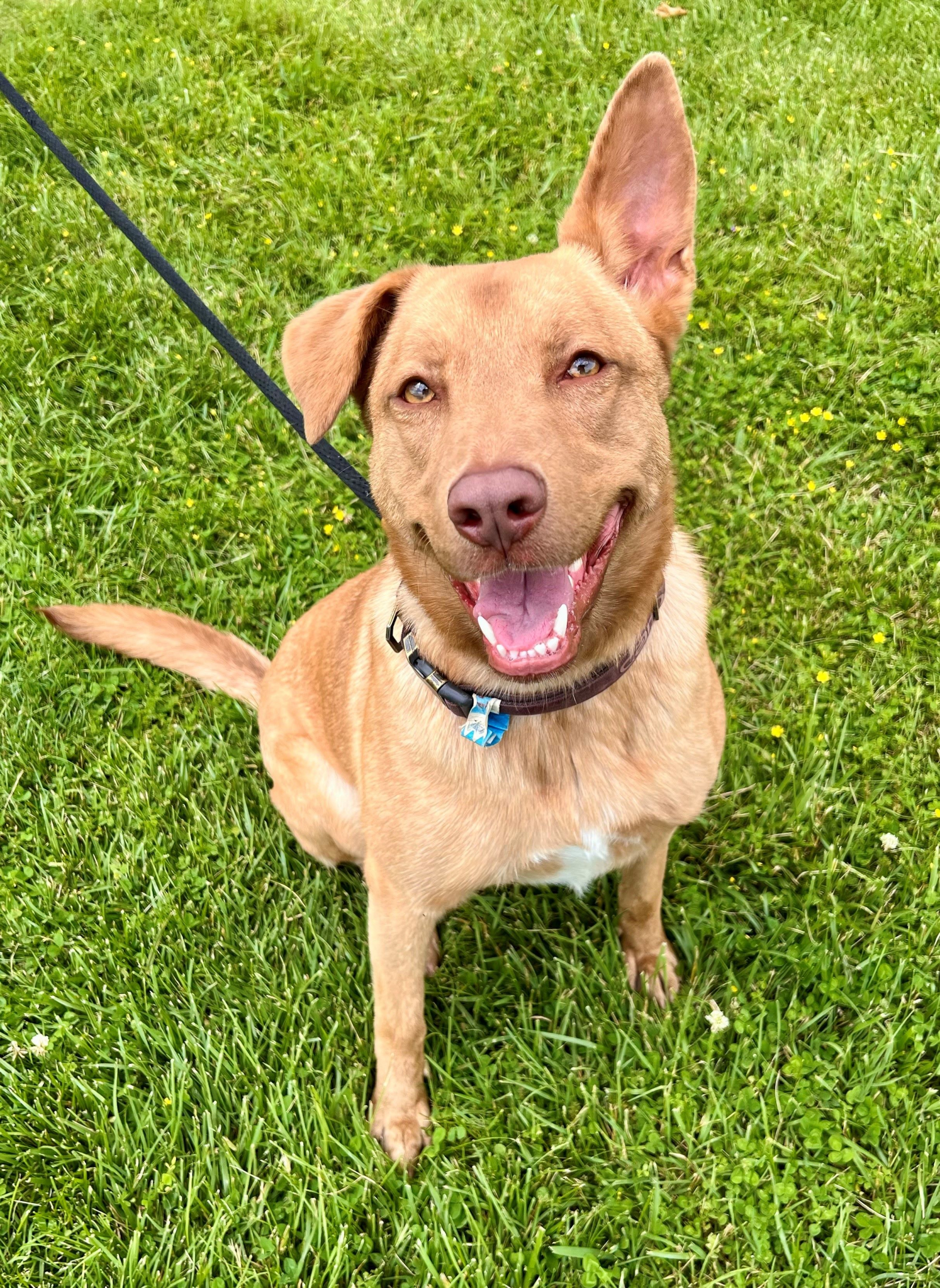 Skylar The Auto Spas & Expresses Pet Of The Week