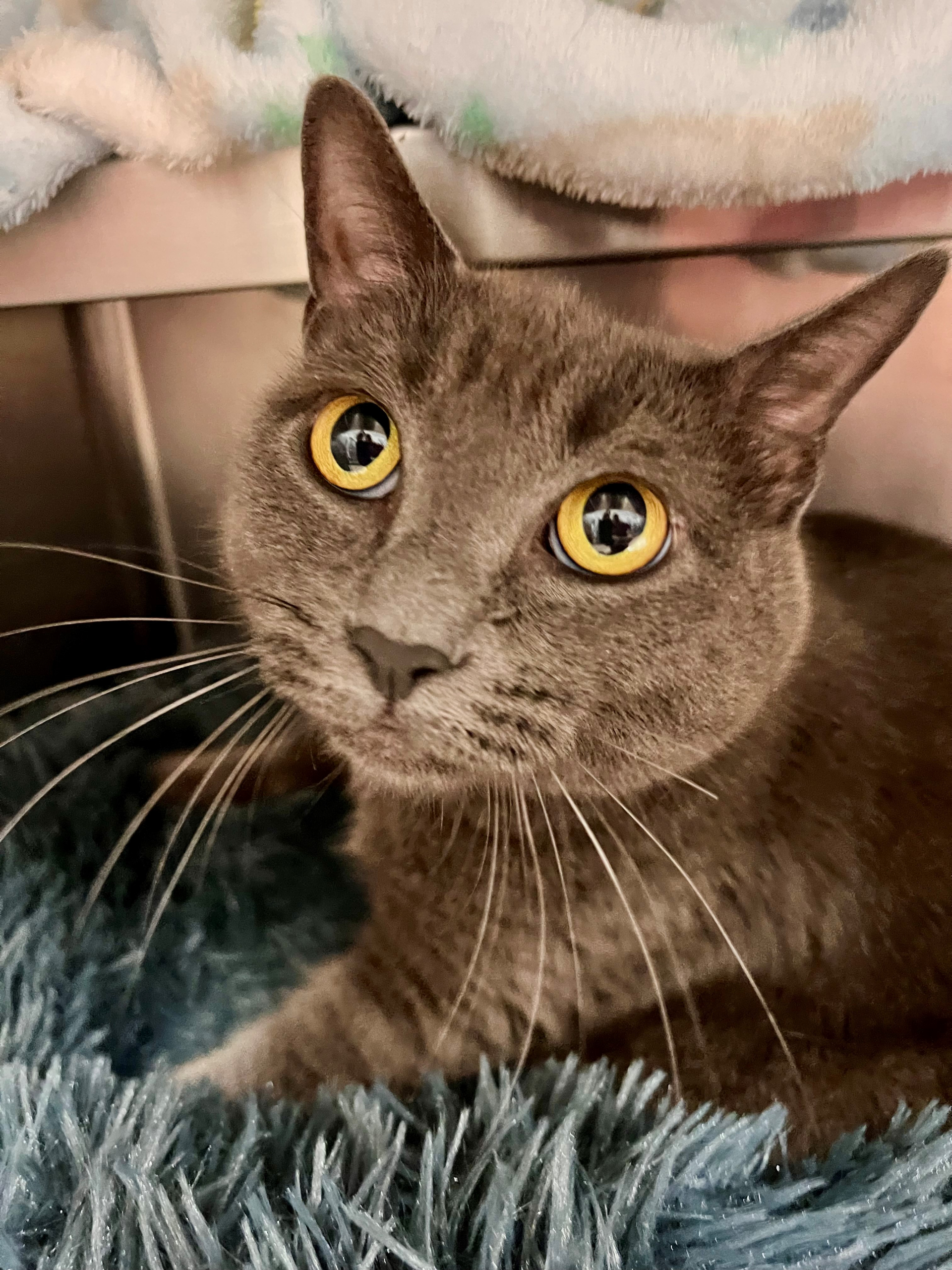 Ginkgo The Auto Spas & Expresses Pet Of The Week