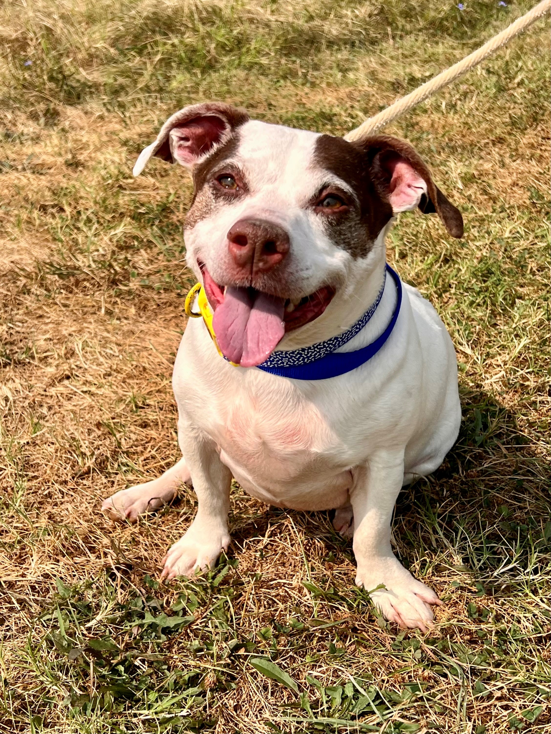 George The Auto Spas & Expresses Pet Of The Week