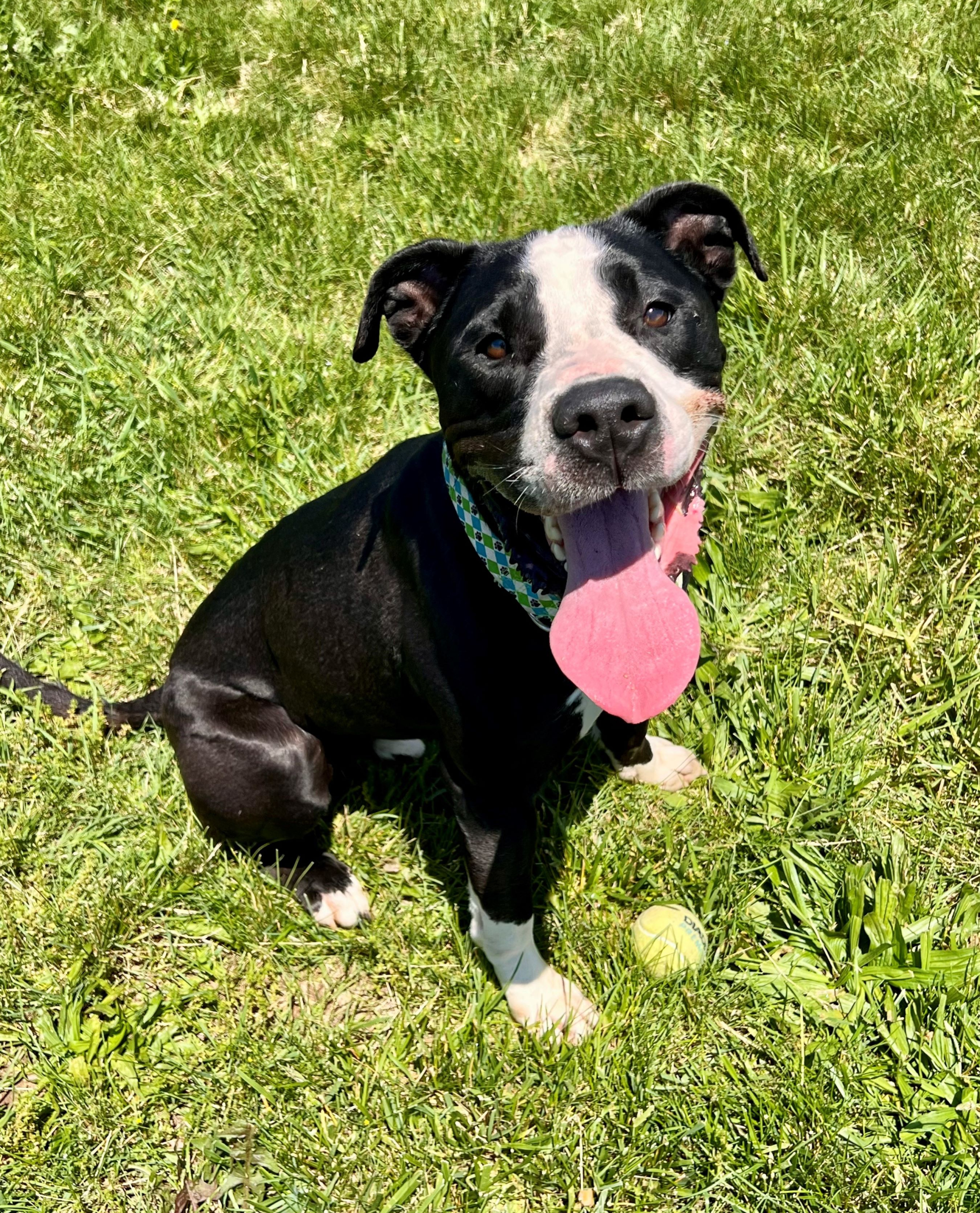 Buddy The Auto Spas & Expresses Pet of the Week
