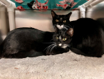 Shadow and Princess The Auto Spas & Expresses Pets of the Week