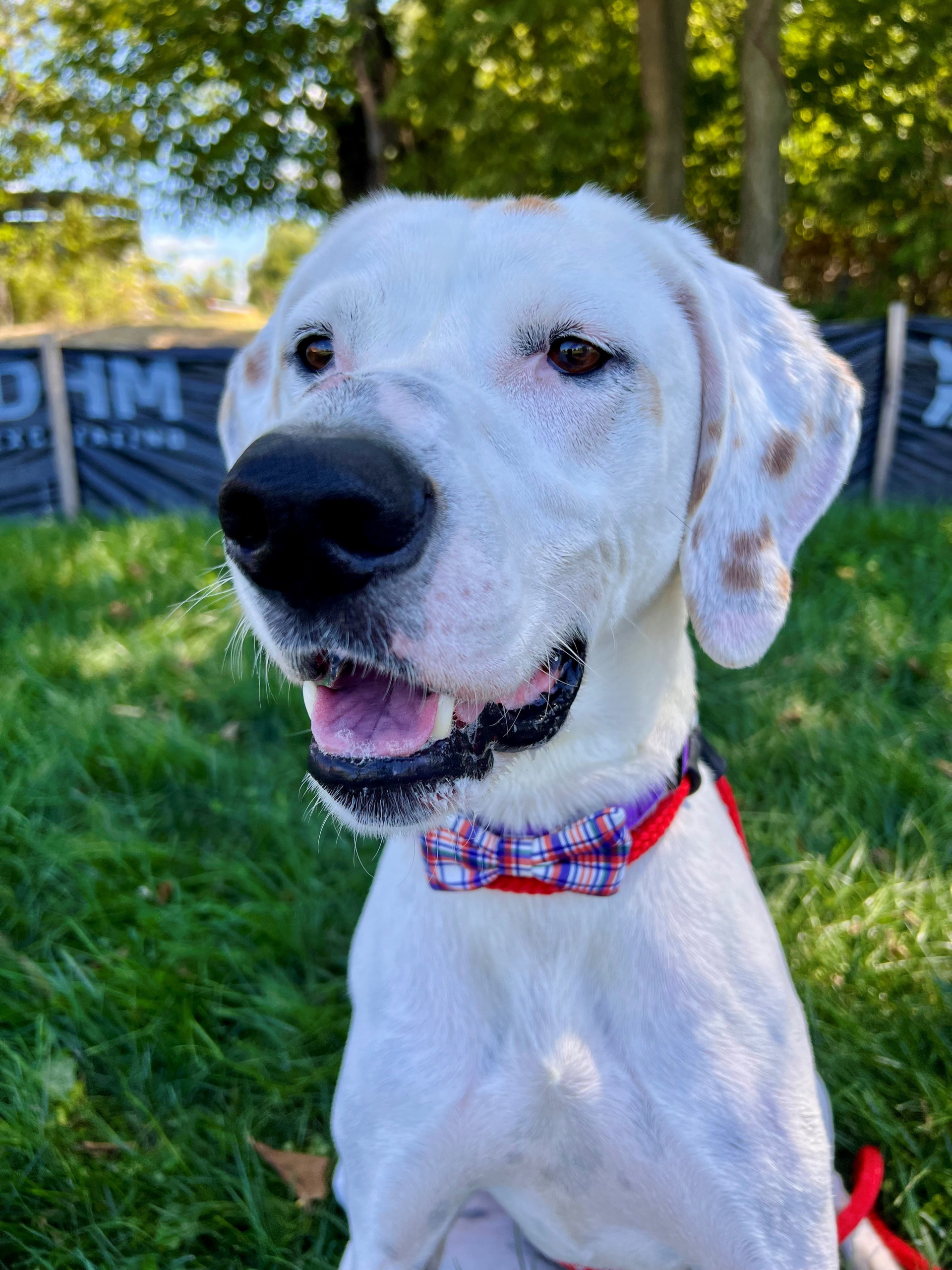 Mikey The Auto Spas & Expresses Pet of the Week