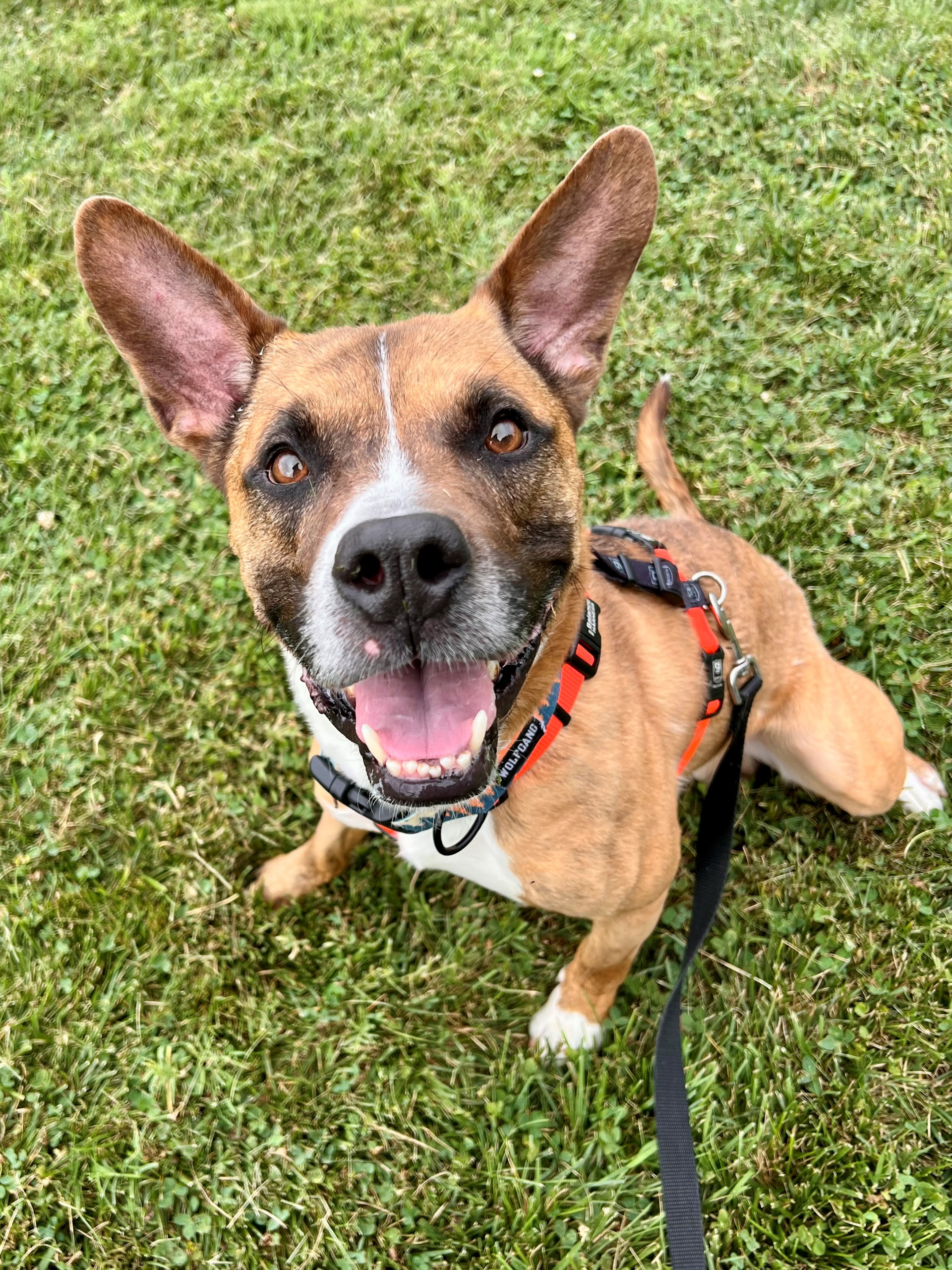 Culver The Auto Spas & Expresses Pet of the Week