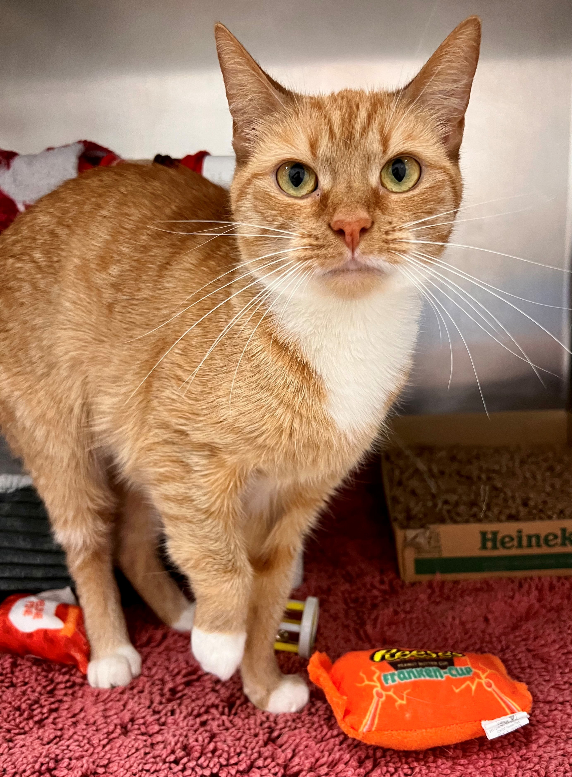 Hazel The Auto Spas & Expresses Pet of the Week