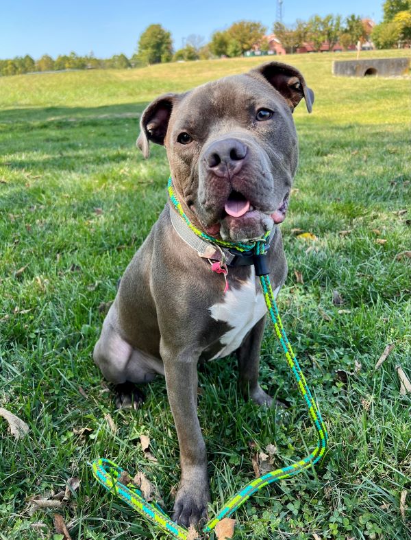 Bucky The Auto Spas & Expresses Pet Of The Week