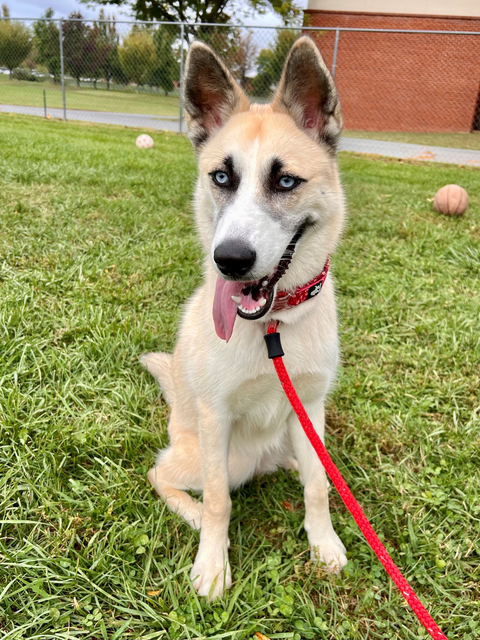 Leila The Auto Spas & Expresses Pet of the Week