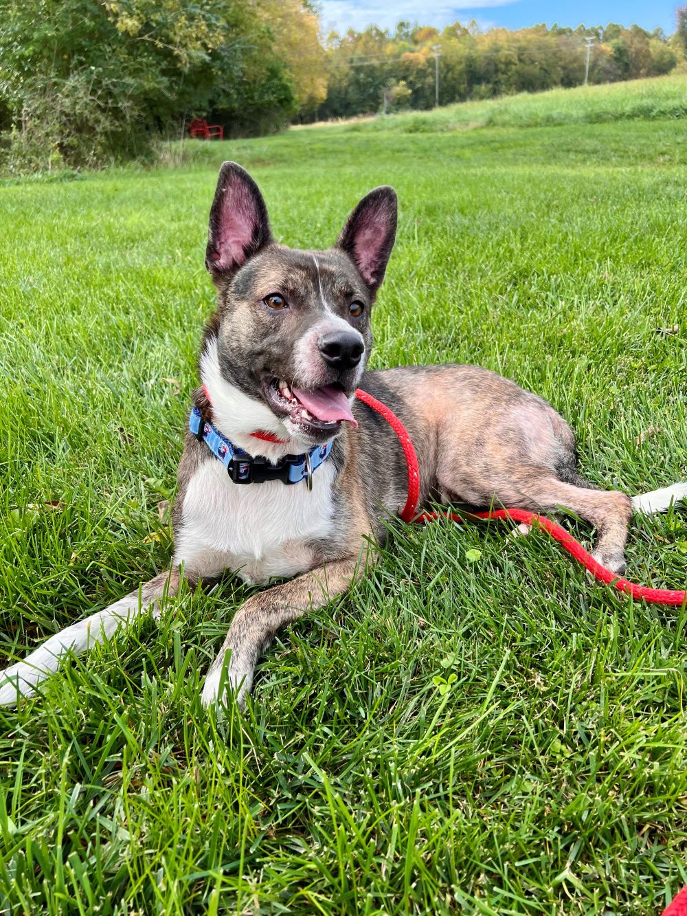 Harvy The Auto Spas & Expresses Pet Of The Week