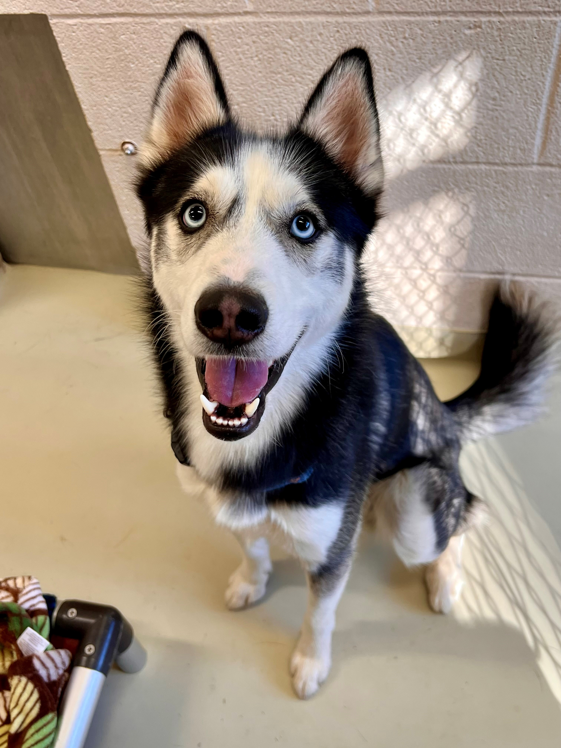 Goober The Auto Spas & Expresses Pet of the Week