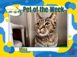 Mina The Auto Spas & Expresses Pet of the Week