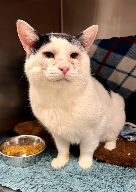 Bob The Auto Spas & Expresses Pet of the Week