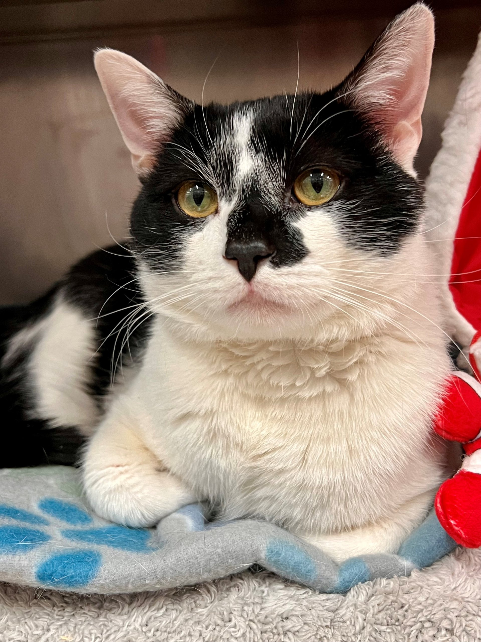 Oreo The Auto Spas & Expresses Pet of the Week