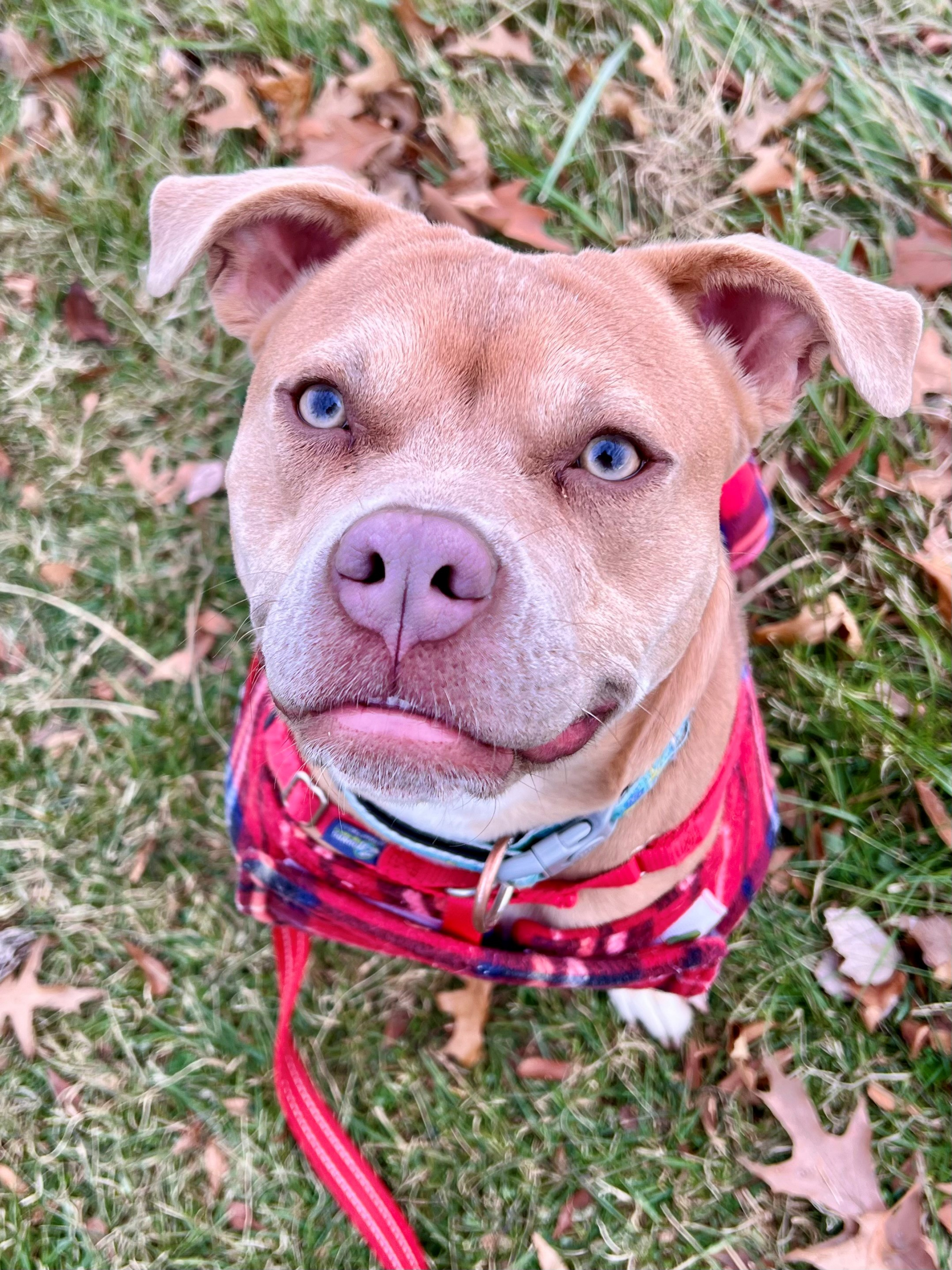 Calliope The Auto Spas & Expresses Pet of the Week