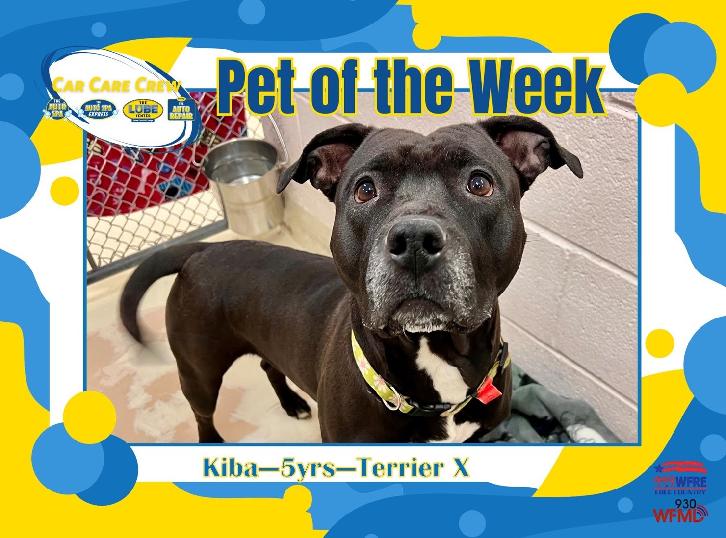 Pet of the Week – Kiba