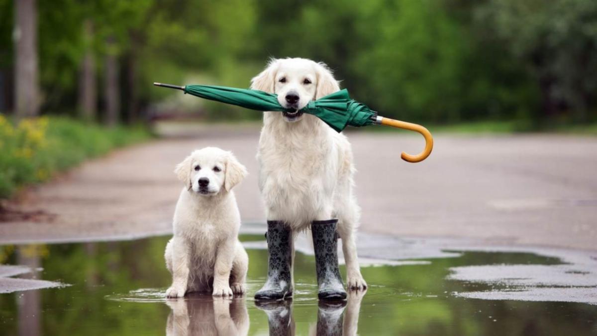 How to keep pets safe during Tropical Storm Fay