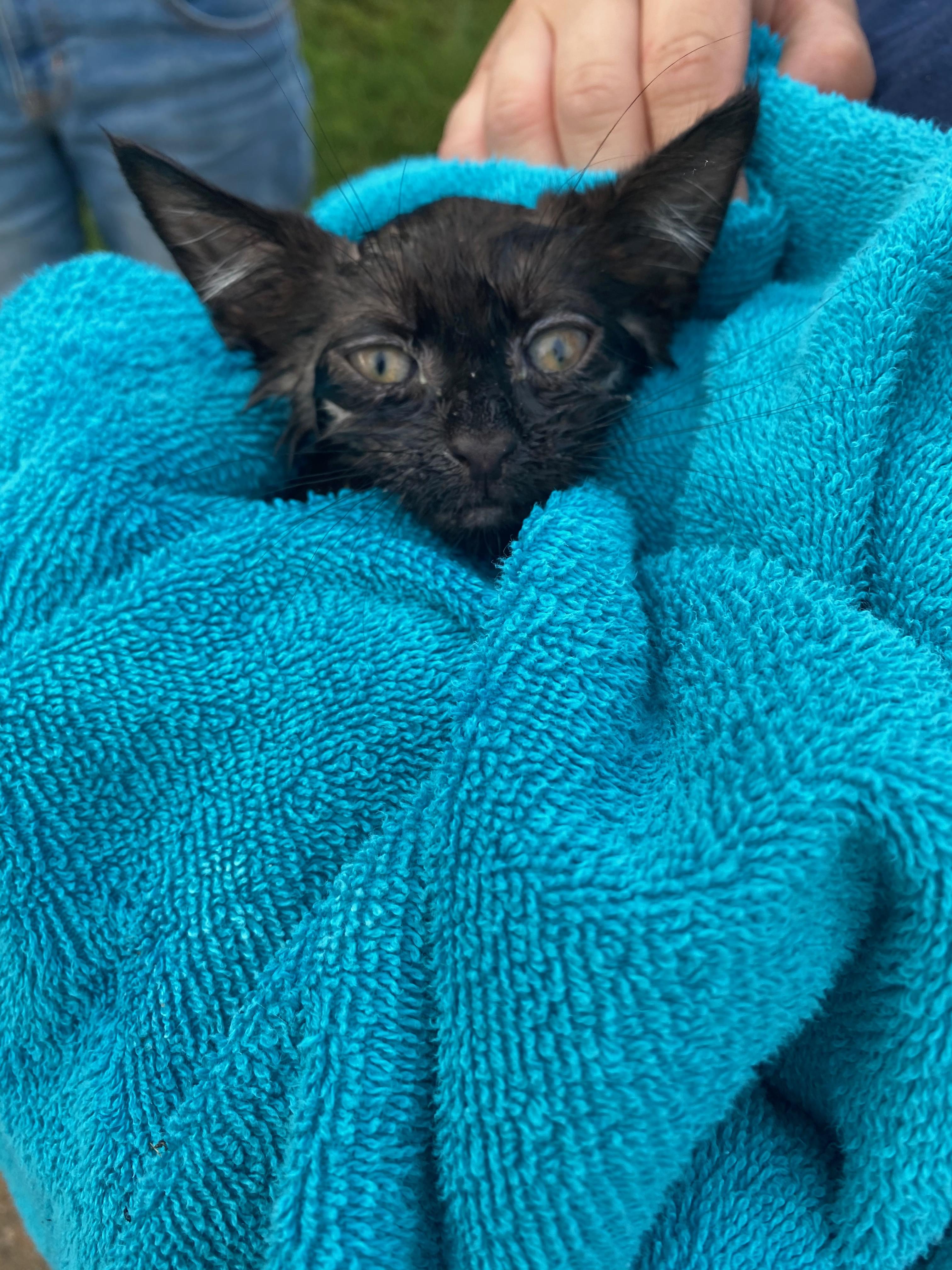 Kitten rescued from storm drain in Suffolk