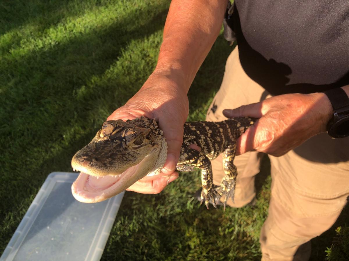 Pet alligator surrendered to Suffolk SPCA