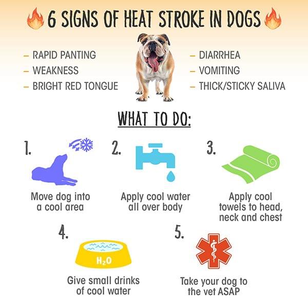 Suffolk SCPA offer hot weather safety tips for pets