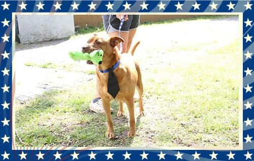 Presidential Puppy Race