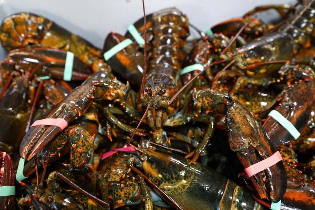 New rules coming for lobster fishing