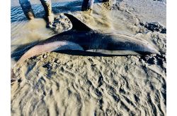 Stranded Dolphin rescued from bay