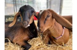 Holtsville Ecology Site Animal Preserve will reopen May 1st