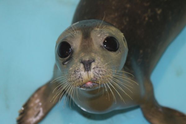 Seals named Joan Jett & Billy Joel to be released today back into the ocean