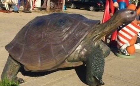 Cash reward offered to find missing Turtle