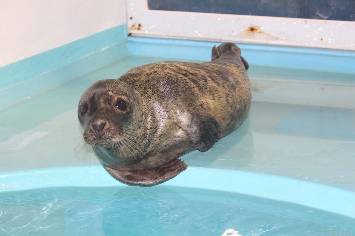 New York Marine Rescue Center will release a seal named “Jimi Hendrix” at Tiana Beach on Wednesday