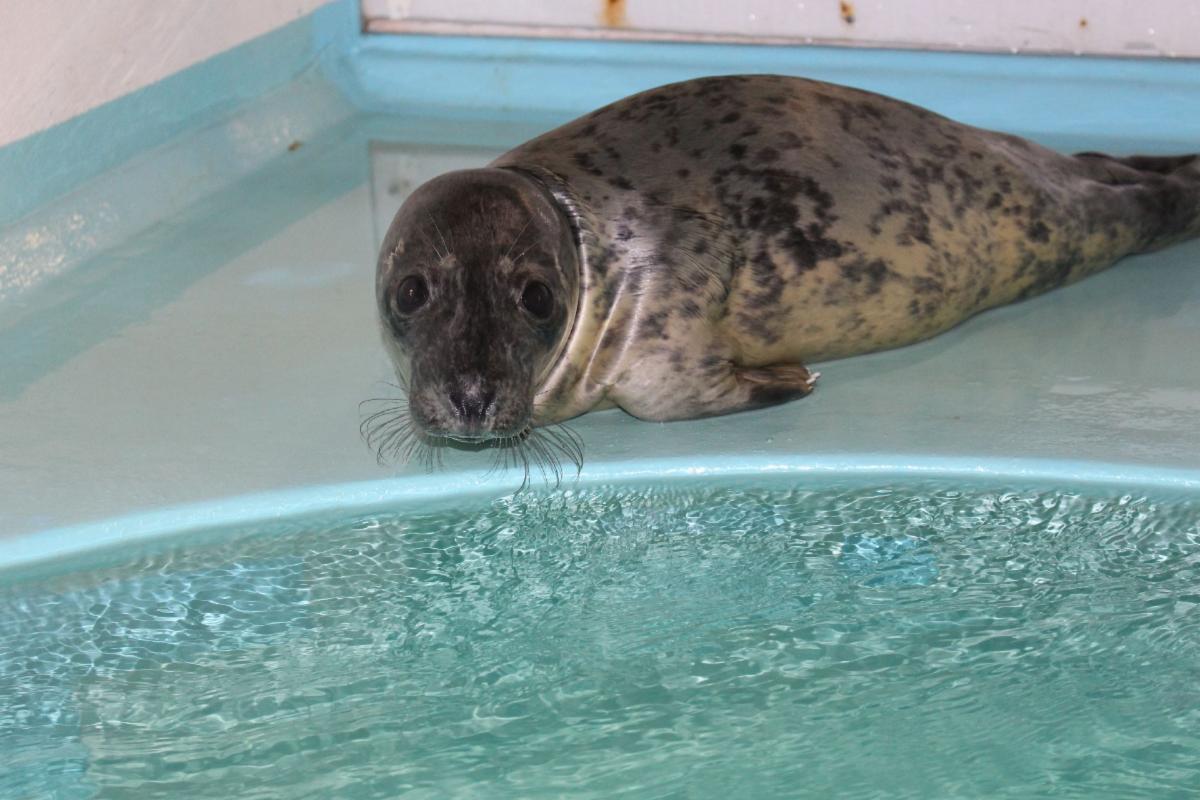 Join the NYMRC for a seal release on Friday night at Tiana Beach