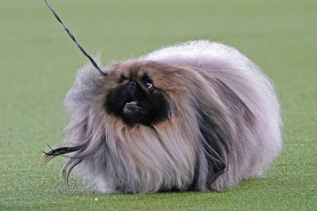 A Pekingese named Wasabi won best in show at the Westminster Kennel Club