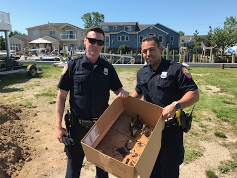 Police save ducks from storm drain